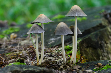 mushroom