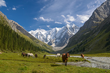 Fototapeta na wymiar Wild horses on a sunny meadow in the mountains. Herd of horses grazing in picturesque mountains in Tian Shan mountain, Karakol, Kyrgyzstan, Jety-Oguz, Central Asia. 