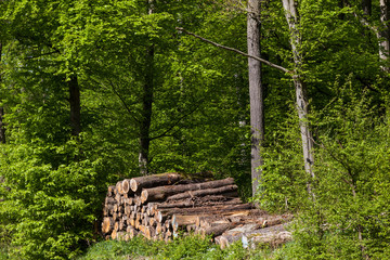 alter Holzpolter im Wald