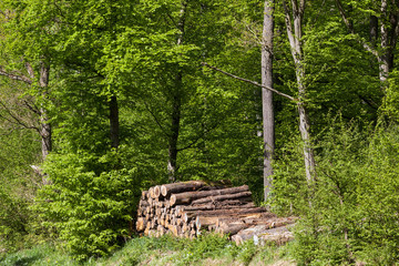 alter Holzpolter im Wald