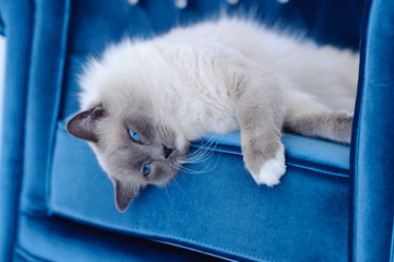Blue eyed cat on blue chair