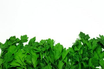 Obraz premium Leaves of green parsley isolated on white background.