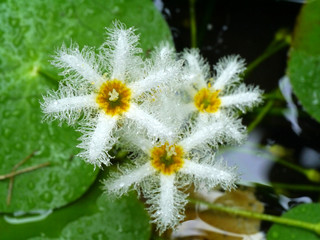 Water snowflake flower
