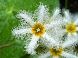 Water snowflake flower