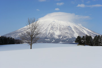 冬の羊蹄山麓