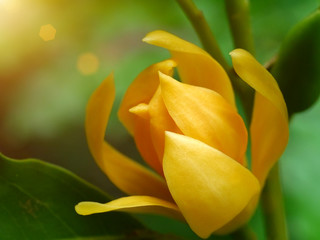 Fragrant yellow flowers refreshing.