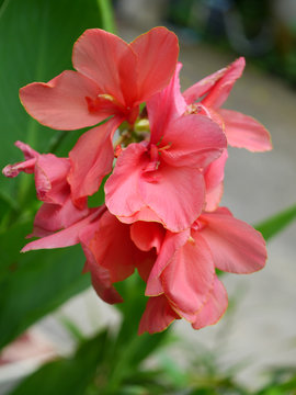 Indian shot flower
