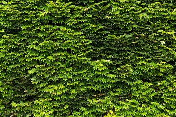 Green Creeper Plant on a Wall