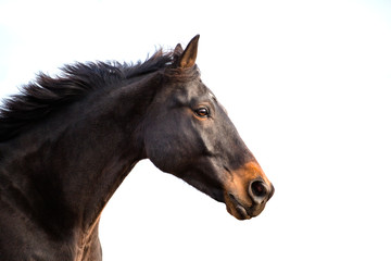Fototapeta na wymiar Portrait of buy horse isolated on white background