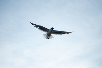 the seagull flying on the sky