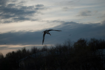 Fototapeta na wymiar the seagull flying on the sky