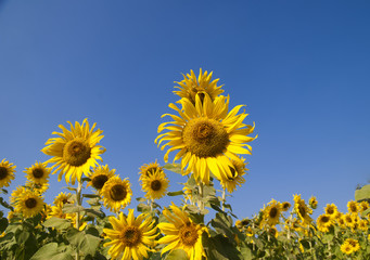 Sunflowers field with blue sky background
