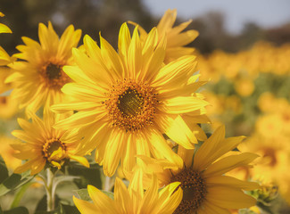 Sunflowers field with blue sky background