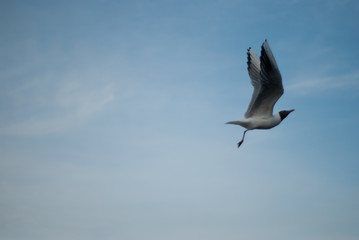 the seagull flying on the sky