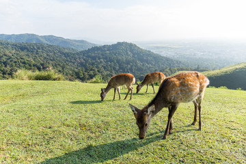 Group of deer eating grass © leungchopan