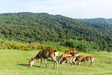 Fototapeta na wymiar Deer eating grass on mountain