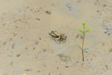 Fiddler crab, Ghost crab (Ocypodidae) walking in the mangrove