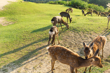 Naklejka na ściany i meble Deer in Nara