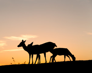 Fototapeta na wymiar Group of Deer with beautiful sky