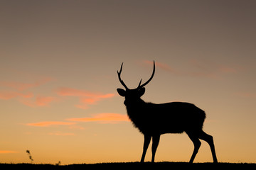 Deer silhuette with a colorful sunset
