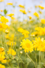 Obraz premium chrysanthemum flower in garden