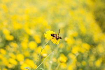 Bee eating's nectar from chrysanthemum flower