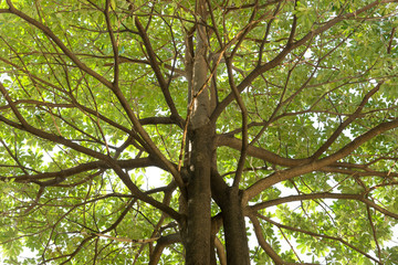 Fototapeta premium Tropica tree on isolate background.