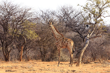 Girafe in the bush in Namibia