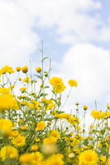  chrysanthemum flower in the garden.