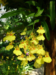 Yellow orchids /Tropical orchids