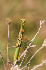 A Green European Mantis Enjoying the Autumn Sun