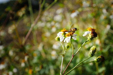 Bee and cosmos flower , selective focus