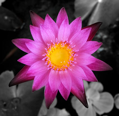  beautiful waterlily or lotus flower is complimented