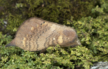 Butterfly at night, Moth in thailand that can be found in the rainy., The small moth perched on wall, Beautiful wing,