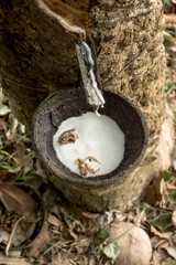 Rubber Latex of rubber trees.
