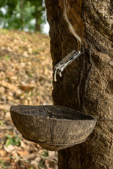 Rubber Latex of rubber trees.