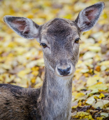 Deer closeup