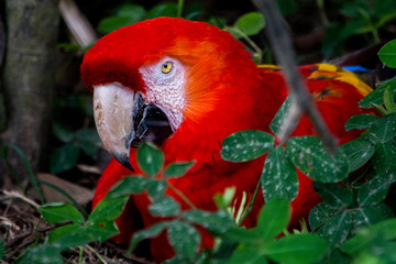 Guacamaya bandera - Ara macao