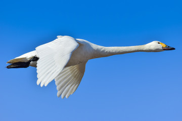 飛ぶ白鳥 © nam,namsys in Japan.