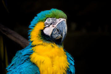 Guacamaya azul y amarillo - Ara ararauna