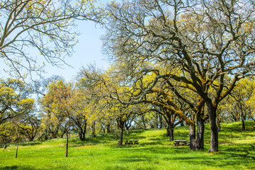 Picnic Table and Park Sonoma Napa California.  Oak Trees.