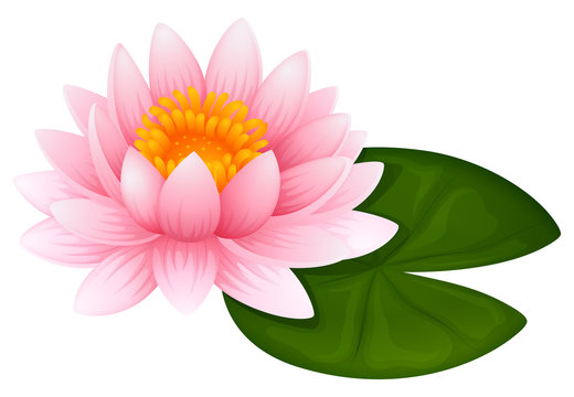 Pink lotus on green leaf
