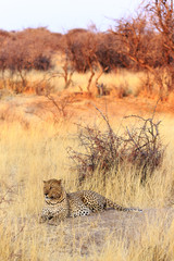 Leopard in the Grass at sunset