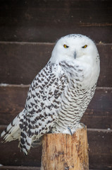 White owl