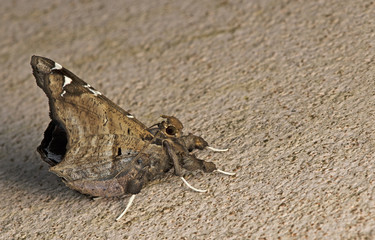 Butterfly at night, Moth in thailand that can be found in the rainy., The small moth perched on wall, Beautiful wing,