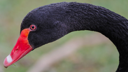 Obraz premium Black swan