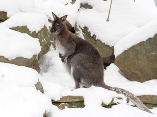 Bennett's wallaby, Macropus rufogriseus is surprised by snow © vladislav333222