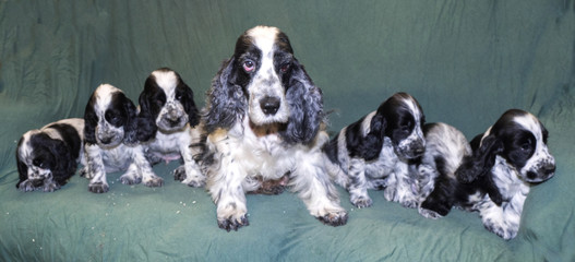 female English Cocker lying on the sofa with puppies
