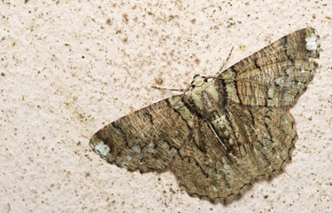 Butterfly at night, Moth in thailand that can be found in the rainy., The small moth perched on wall, Beautiful wing,