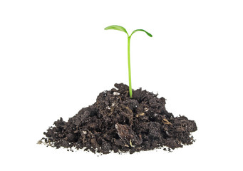 Young plant with humus isolated on white background